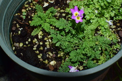 Primula merrilliana