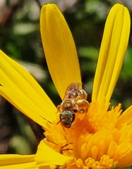 Halictus subauratus