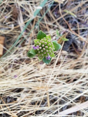 Monardella breweri lanceolata