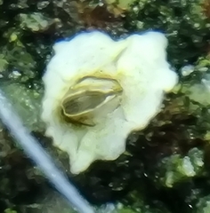 Semibalanus balanoides