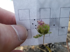 Monardella breweri lanceolata