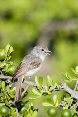 Vireo vicinior