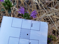 Monardella breweri lanceolata