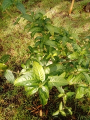 Cestrum glanduliferum