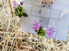 Monardella breweri lanceolata