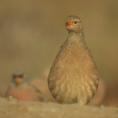Ammoperdix griseogularis
