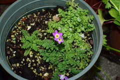 Primula merrilliana