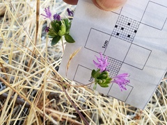 Monardella breweri lanceolata