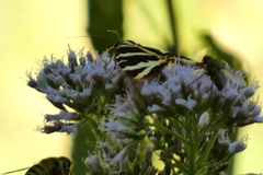 Euplagia quadripunctaria