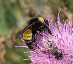 Bombus zonatus