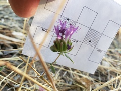 Monardella breweri lanceolata