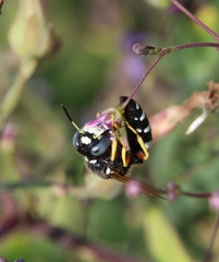 Philanthus coronatus
