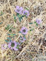 Monardella breweri lanceolata