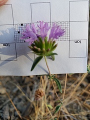 Monardella breweri lanceolata