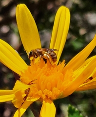 Halictus subauratus