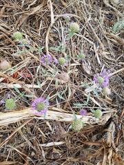 Monardella breweri lanceolata