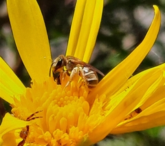 Halictus subauratus