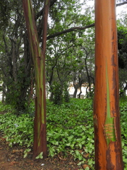 Calycophyllum spruceanum
