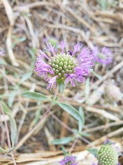 Monardella breweri lanceolata