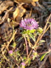 Monardella breweri lanceolata