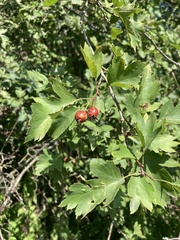 Crataegus