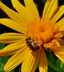 Halictus subauratus