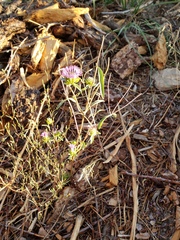 Monardella breweri lanceolata