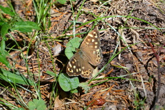 Pararge aegeria