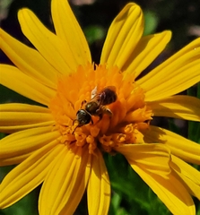 Halictus subauratus