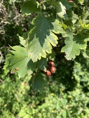 Crataegus