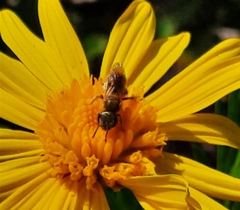 Halictus subauratus