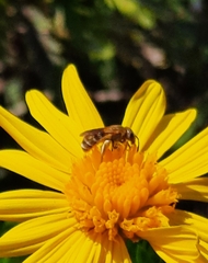 Halictus subauratus