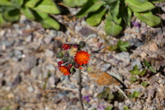 Pilosella aurantiaca