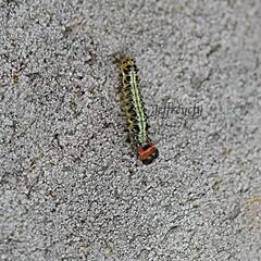 Asota plaginota