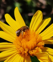 Halictus subauratus