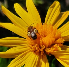 Halictus subauratus