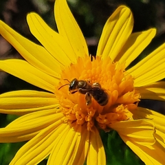 Halictus subauratus