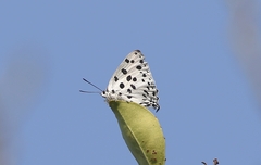 Tajuria maculata