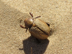 Pseudocotalpa