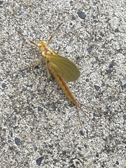 Potamanthus luteus