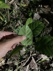 Tetrastigma lanyuense