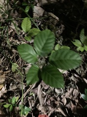 Tetrastigma lanyuense
