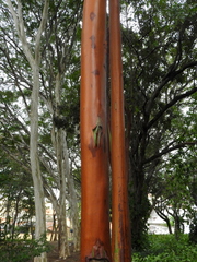 Calycophyllum spruceanum