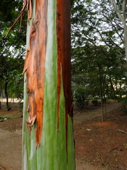 Calycophyllum spruceanum