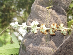 Buddleja racemosa