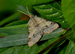 Lepidoptera
