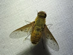 Chrysanthrax edititius