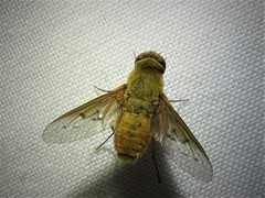 Chrysanthrax edititius