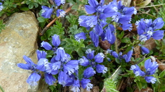 Polygala alpina