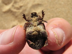 Pseudocotalpa